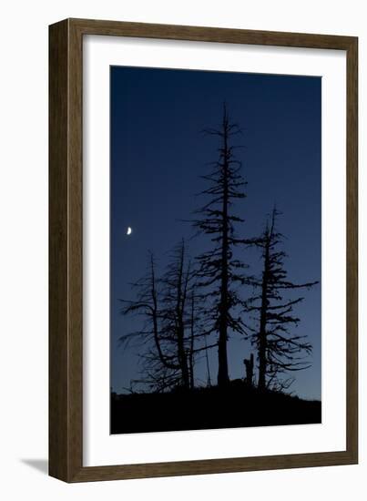 Dead Pine Trees with Moon Shining, Stuoc Peak, Durmitor Np, Montenegro, October 2008-Radisics-Framed Photographic Print