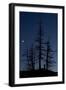 Dead Pine Trees with Moon Shining, Stuoc Peak, Durmitor Np, Montenegro, October 2008-Radisics-Framed Photographic Print