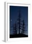 Dead Pine Trees with Moon Shining, Stuoc Peak, Durmitor Np, Montenegro, October 2008-Radisics-Framed Photographic Print