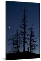 Dead Pine Trees with Moon Shining, Stuoc Peak, Durmitor Np, Montenegro, October 2008-Radisics-Mounted Photographic Print