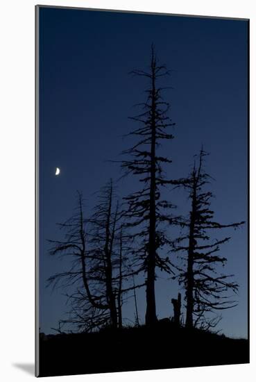 Dead Pine Trees with Moon Shining, Stuoc Peak, Durmitor Np, Montenegro, October 2008-Radisics-Mounted Photographic Print