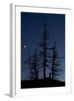 Dead Pine Trees with Moon Shining, Stuoc Peak, Durmitor Np, Montenegro, October 2008-Radisics-Framed Photographic Print