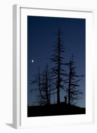 Dead Pine Trees with Moon Shining, Stuoc Peak, Durmitor Np, Montenegro, October 2008-Radisics-Framed Photographic Print