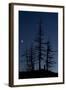 Dead Pine Trees with Moon Shining, Stuoc Peak, Durmitor Np, Montenegro, October 2008-Radisics-Framed Photographic Print