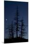 Dead Pine Trees with Moon Shining, Stuoc Peak, Durmitor Np, Montenegro, October 2008-Radisics-Mounted Photographic Print