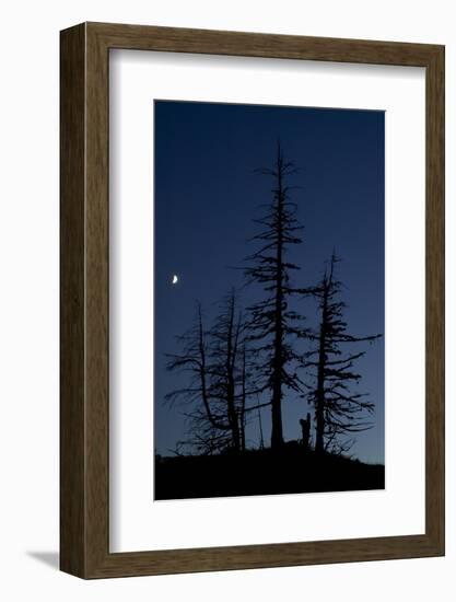 Dead Pine Trees with Moon Shining, Stuoc Peak, Durmitor Np, Montenegro, October 2008-Radisics-Framed Photographic Print