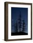 Dead Pine Trees with Moon Shining, Stuoc Peak, Durmitor Np, Montenegro, October 2008-Radisics-Framed Photographic Print