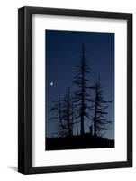 Dead Pine Trees with Moon Shining, Stuoc Peak, Durmitor Np, Montenegro, October 2008-Radisics-Framed Photographic Print