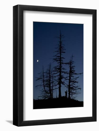 Dead Pine Trees with Moon Shining, Stuoc Peak, Durmitor Np, Montenegro, October 2008-Radisics-Framed Photographic Print