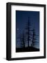 Dead Pine Trees with Moon Shining, Stuoc Peak, Durmitor Np, Montenegro, October 2008-Radisics-Framed Photographic Print