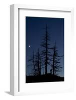 Dead Pine Trees with Moon Shining, Stuoc Peak, Durmitor Np, Montenegro, October 2008-Radisics-Framed Photographic Print