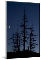 Dead Pine Trees with Moon Shining, Stuoc Peak, Durmitor Np, Montenegro, October 2008-Radisics-Mounted Photographic Print