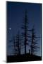 Dead Pine Trees with Moon Shining, Stuoc Peak, Durmitor Np, Montenegro, October 2008-Radisics-Mounted Photographic Print