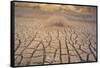 Dead Plant and Cracked Earth-DLILLC-Framed Stretched Canvas