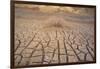 Dead Plant and Cracked Earth-DLILLC-Framed Photographic Print