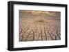 Dead Plant and Cracked Earth-DLILLC-Framed Photographic Print