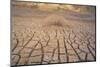 Dead Plant and Cracked Earth-DLILLC-Mounted Photographic Print