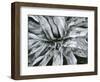 Dead Plant, Baja California, c. 1960-Brett Weston-Framed Photographic Print