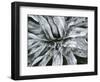 Dead Plant, Baja California, c. 1960-Brett Weston-Framed Photographic Print