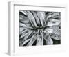 Dead Plant, Baja California, c. 1960-Brett Weston-Framed Photographic Print