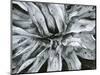 Dead Plant, Baja California, c. 1960-Brett Weston-Mounted Photographic Print