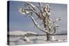 Dead Scot's Pine with Snow in Winter, Rothiemurchus Forest, Cairngorms Np, Highland, Scotland, UK-Mark Hamblin-Stretched Canvas