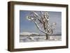 Dead Scot's Pine with Snow in Winter, Rothiemurchus Forest, Cairngorms Np, Highland, Scotland, UK-Mark Hamblin-Framed Photographic Print