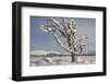 Dead Scot's Pine with Snow in Winter, Rothiemurchus Forest, Cairngorms Np, Highland, Scotland, UK-Mark Hamblin-Framed Photographic Print