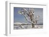 Dead Scot's Pine with Snow in Winter, Rothiemurchus Forest, Cairngorms Np, Highland, Scotland, UK-Mark Hamblin-Framed Photographic Print