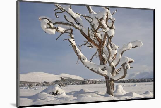 Dead Scot's Pine with Snow in Winter, Rothiemurchus Forest, Cairngorms Np, Highland, Scotland, UK-Mark Hamblin-Mounted Photographic Print