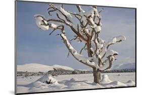 Dead Scot's Pine with Snow in Winter, Rothiemurchus Forest, Cairngorms Np, Highland, Scotland, UK-Mark Hamblin-Mounted Photographic Print