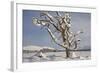 Dead Scot's Pine with Snow in Winter, Rothiemurchus Forest, Cairngorms Np, Highland, Scotland, UK-Mark Hamblin-Framed Photographic Print