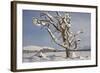 Dead Scot's Pine with Snow in Winter, Rothiemurchus Forest, Cairngorms Np, Highland, Scotland, UK-Mark Hamblin-Framed Photographic Print