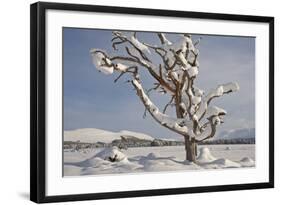 Dead Scot's Pine with Snow in Winter, Rothiemurchus Forest, Cairngorms Np, Highland, Scotland, UK-Mark Hamblin-Framed Photographic Print