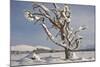 Dead Scot's Pine with Snow in Winter, Rothiemurchus Forest, Cairngorms Np, Highland, Scotland, UK-Mark Hamblin-Mounted Photographic Print