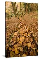 Dead Spruce (Picea Abies) Trunk Covered in Fallen Beech Leaves, Corkova Uvala, Plitvice Np, Croatia-Biancarelli-Stretched Canvas