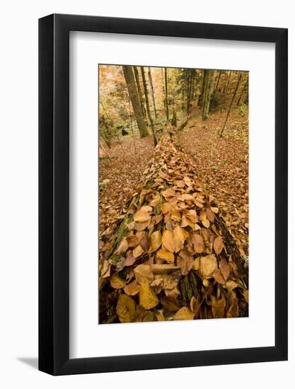 Dead Spruce (Picea Abies) Trunk Covered in Fallen Beech Leaves, Corkova Uvala, Plitvice Np, Croatia-Biancarelli-Framed Photographic Print