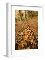 Dead Spruce (Picea Abies) Trunk Covered in Fallen Beech Leaves, Corkova Uvala, Plitvice Np, Croatia-Biancarelli-Framed Photographic Print