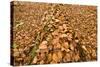 Dead Spruce (Picea Abies) Trunk Covered in Fallen Beech Leaves, Plitvice Lakes Np, Croatia-Biancarelli-Stretched Canvas