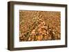 Dead Spruce (Picea Abies) Trunk Covered in Fallen Beech Leaves, Plitvice Lakes Np, Croatia-Biancarelli-Framed Photographic Print