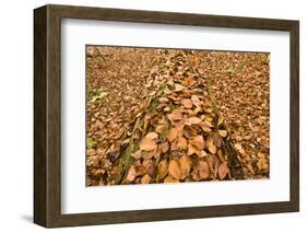 Dead Spruce (Picea Abies) Trunk Covered in Fallen Beech Leaves, Plitvice Lakes Np, Croatia-Biancarelli-Framed Photographic Print