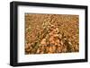 Dead Spruce (Picea Abies) Trunk Covered in Fallen Beech Leaves, Plitvice Lakes Np, Croatia-Biancarelli-Framed Photographic Print