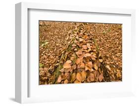 Dead Spruce (Picea Abies) Trunk Covered in Fallen Beech Leaves, Plitvice Lakes Np, Croatia-Biancarelli-Framed Photographic Print