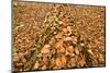 Dead Spruce (Picea Abies) Trunk Covered in Fallen Beech Leaves, Plitvice Lakes Np, Croatia-Biancarelli-Mounted Photographic Print