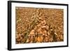 Dead Spruce (Picea Abies) Trunk Covered in Fallen Beech Leaves, Plitvice Lakes Np, Croatia-Biancarelli-Framed Photographic Print