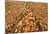 Dead Spruce (Picea Abies) Trunk Covered in Fallen Beech Leaves, Plitvice Lakes Np, Croatia-Biancarelli-Mounted Photographic Print