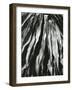 Dead Succulent, Baja, California, 1964-Brett Weston-Framed Photographic Print