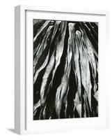 Dead Succulent, Baja, California, 1967-Brett Weston-Framed Photographic Print