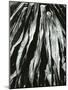 Dead Succulent, Baja, California, 1967-Brett Weston-Mounted Photographic Print