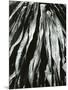 Dead Succulent, Baja, California, 1967-Brett Weston-Mounted Photographic Print